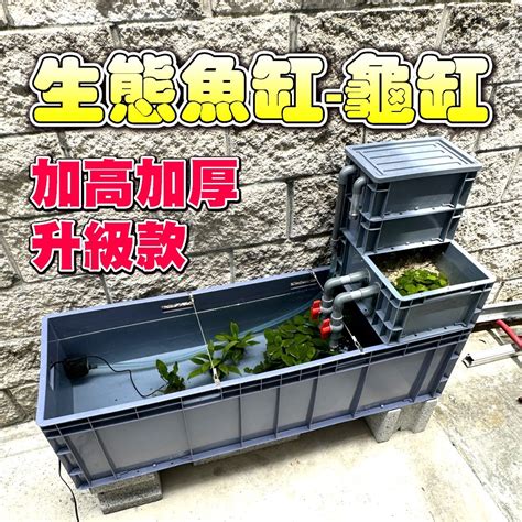 戶外缸適合養什麼魚|養魚新手入門：水族箱設缸完全教學！